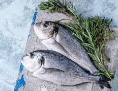 fisch 2023